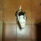 rasta susi